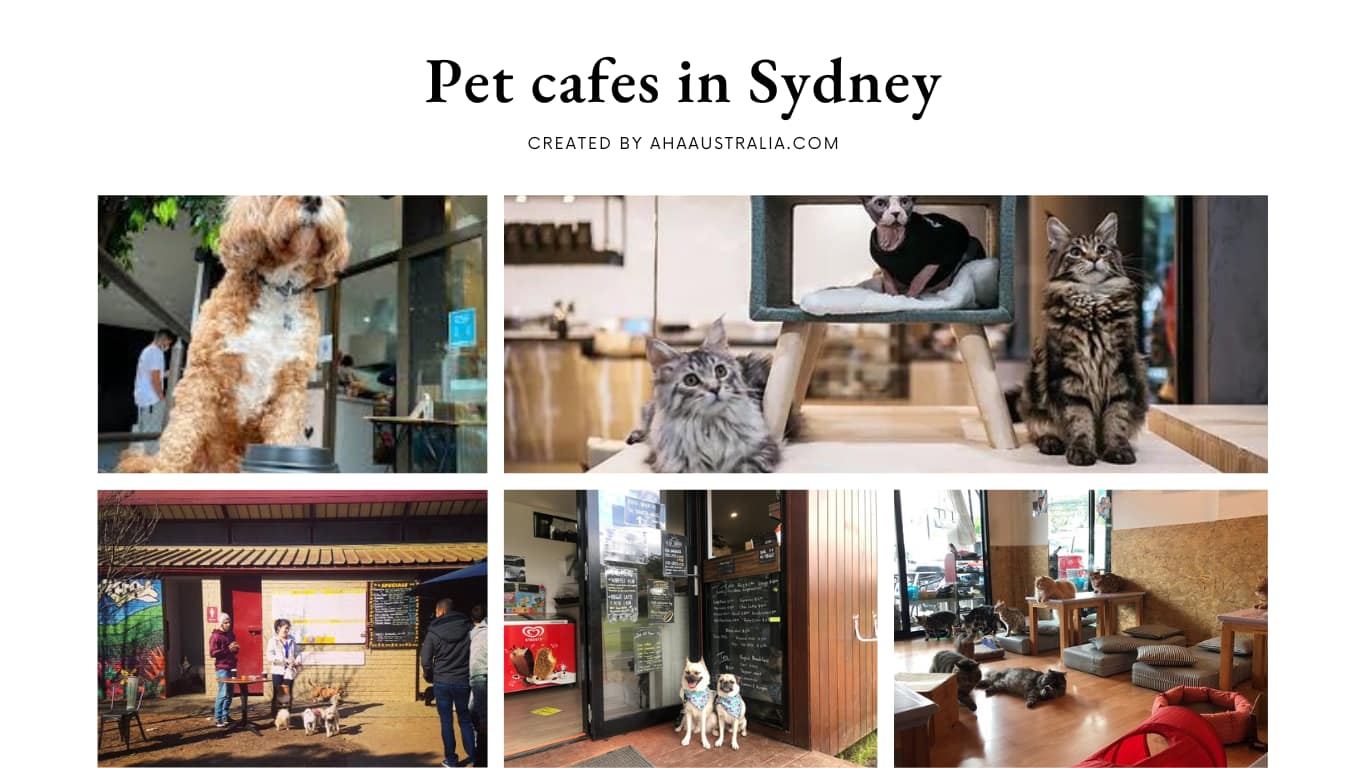 9 Best pet cafes in Sydney